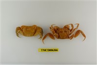 藏品(中型東方蟹)的圖片